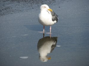 Seagull