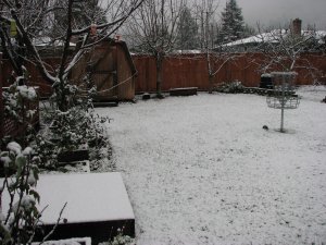 Snowfall in the backyard
