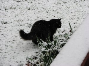 Subway making his way through the snow