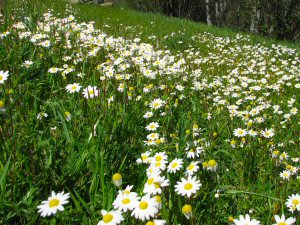 Wild daisies