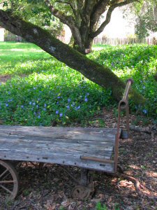 Scenery on Anderson Valley Brewing Company's disc golf course