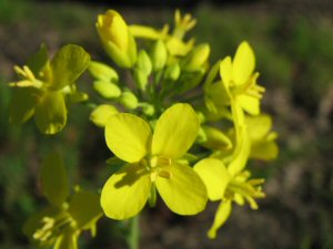 Mustard flowers