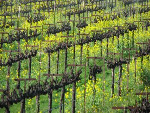 Vineyards of mustard