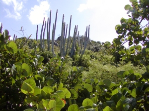 Virgin Gorda and the Baths - Fauna bordering the beach