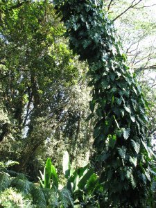 Climbing vine grows up the trunk of a palm tree