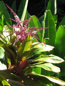 Flora at Akaka Falls