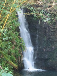 Bamboo and waterfall