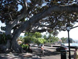 Banyan tree on Ali'i Hwy