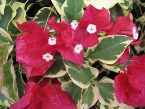 Bougainvillea