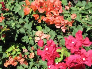 Bougainvillea