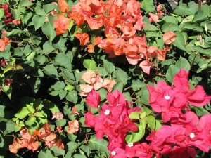 Bougainvillea