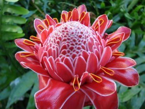 Torch Ginger