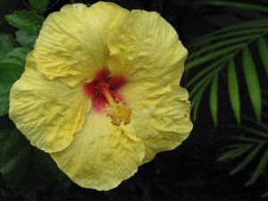 Yellow Hibiscus