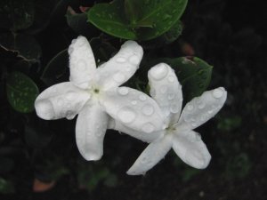 Stephanotis