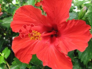 Red/Chinese Hibiscus