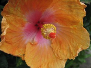 Red/Chinese Hibiscus