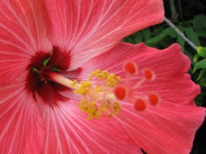 Red/Chinese Hibiscus