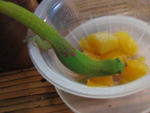 Gecko drinking Del Monte peach nectar