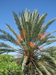 Palm at Old Kona Airport beach park