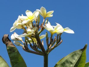 Plumeria tree at Old Kona Airport beach park