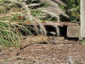 Mongoose feeding on food left for the feral cats at Old Kona Airport beach park