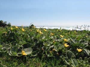 Wildflowers at South Point