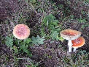 Wild mushrooms