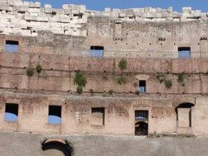 Ferns growing along the inside walls of the Colosseum